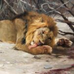 W. Kunhert, Lion Reclining in a Landscape